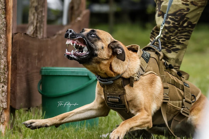 Kit Coleira de cachorro militar