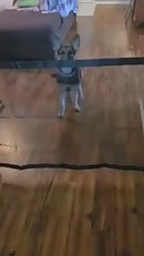 Rede de Segurança para Animais de Estimação - Isolamento Inteligente e Versátil 182x76 cm