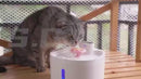 Fonte de Água Automática com Sensor Inteligente para pets